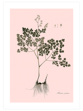 Thalictrum Foetidum (Çayırsedefi)- Art Print